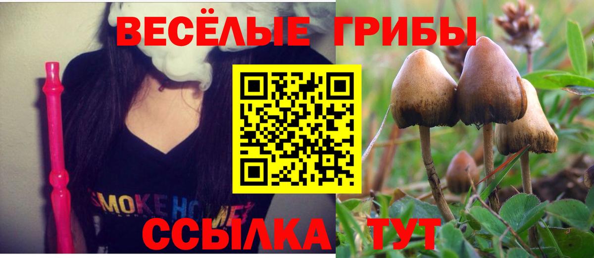Галлюциногенные грибы Psilocybine cubensis Озёры